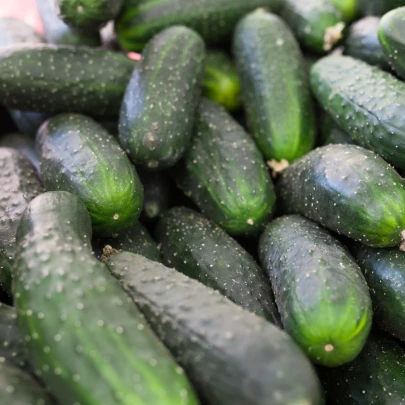 Uhorka nakladačka Diamant F1 - Cucumis sativus - semená - 8 ks