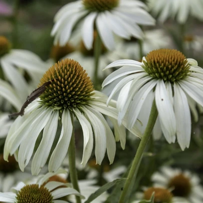 Echinacea purpurová Primadonna White - Echinacea purpurea - semená - 15 ks