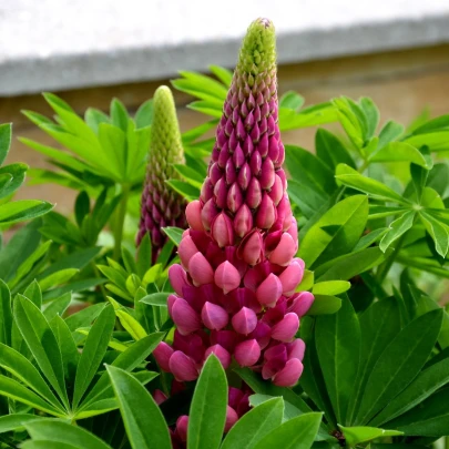 Vlčí bôb - Lupina mnoholistá Lupini Red - Lupinus polyphyllus - semená - 15 ks