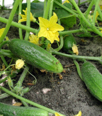 BIO Uhorka nakladačka Hokus - Cucumis sativus - bio semená - 10 ks