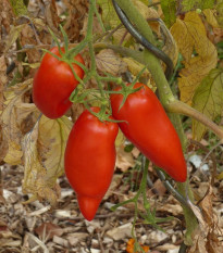 Paradajka Andenhorn - Solanum lycopersicum - semená - 10 ks