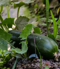 BIO Uhorka šalátová Tanja - Cucumis sativus - bio semená - 10 ks