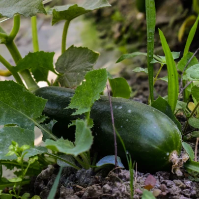 BIO Uhorka šalátová Tanja - Cucumis sativus - bio semená - 10 ks