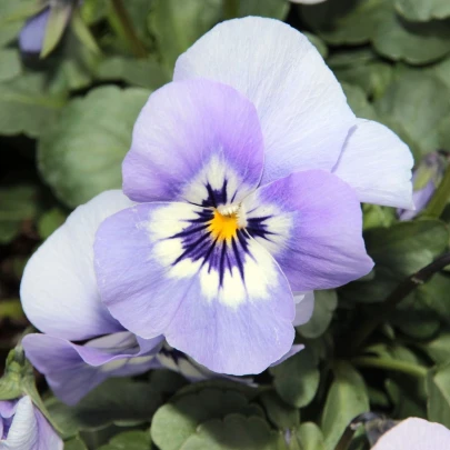 Fialka rohatá Sorbet Icy Blue - Viola cornuta - semená - 20 ks