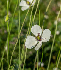 Mak bielokvetý - Papaver maculosum - semená - 100 ks