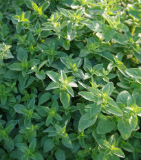 Oregáno Paula - Origanum vulgare - semená - 150 ks