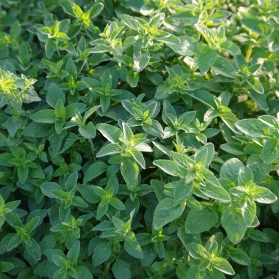 Oregáno Paula - Origanum vulgare - semená - 150 ks