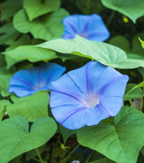 Povojník modrý - Ipomoea rubro-coerulea - semená - 25 ks