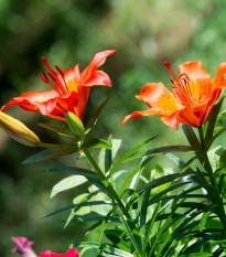 Ľalia Linda - Lilium - cibuľoviny- 1 ks