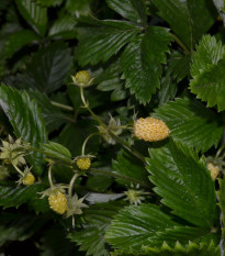 Jahoda mesačná Yellow Wonder - Fragaria vesca - semená - 0,1 g