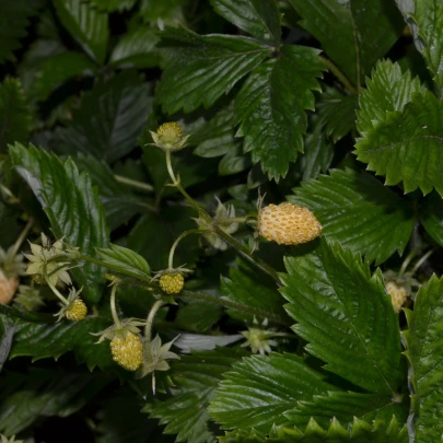 Jahoda mesačná Yellow Wonder - Fragaria vesca - semená - 0,1 g