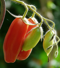 BIO Paradajka San Marzano - Solanum lycopersicum - bio semená - 7 ks