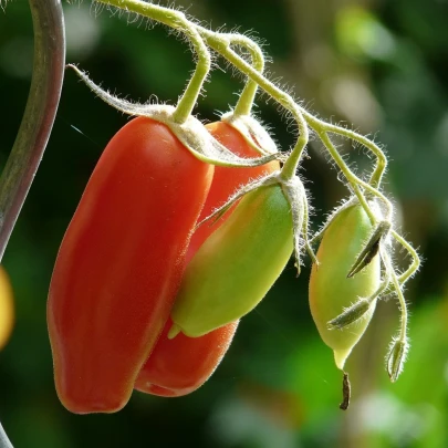 BIO Paradajka San Marzano - Solanum lycopersicum - bio semená - 7 ks