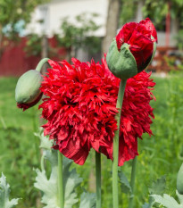 Mak Scarlet Peony - Papaver somniferum - semená - 150 ks