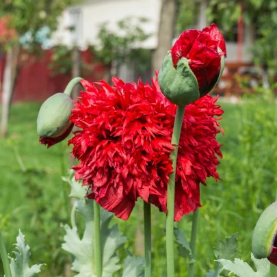 Mak Scarlet Peony - Papaver somniferum - semená - 150 ks