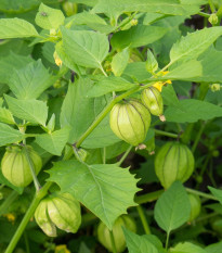 Machovka srienistá Ananas - Physalis pruinosa - semená - 200 ks