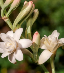 Tuberóza hľuznatá Sensation - Polianthes tuberosa - cibuľoviny - 1 ks