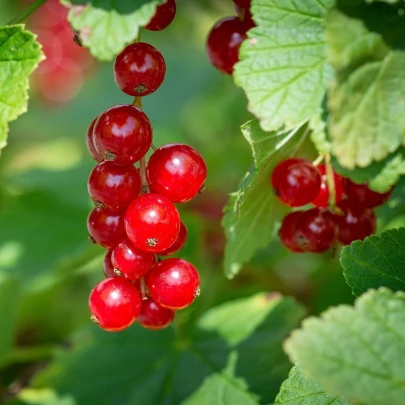 Ríbezľa červená - Ribes sylvestre - voľnokorenné sadenice ríbezle - 1 ks