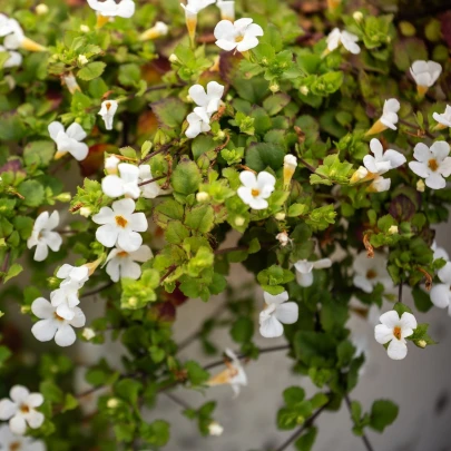 Bakopa Snowtopia - Bacopa sutera cordata - semená - 7 ks