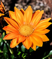 Gazánia Kiss Orange F1 - Gazania rigens - semená - 12 ks