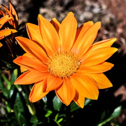 Gazánia Kiss Orange F1 - Gazania rigens - semená - 12 ks