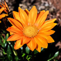 Gazánia Kiss Orange F1 - Gazania rigens - semená - 12 ks