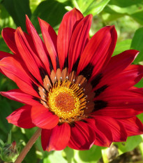 Gazánia Frosty Kiss Red F1 - Gazania rigens - semená - 12 ks