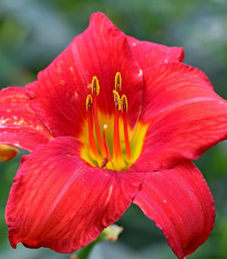 Ľaliovka Red Magic - Hemerocallis - cibuľoviny - 1 ks