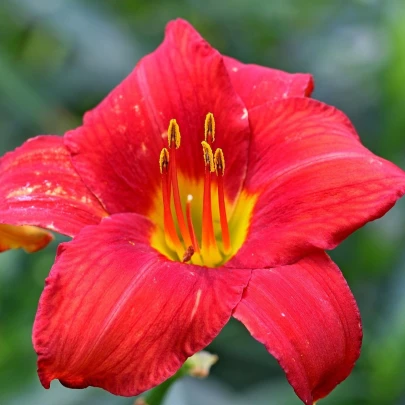 Ľaliovka Red Magic - Hemerocallis - cibuľoviny - 1 ks