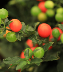 Baklažán okrasný Jupiter - Solanum pseudocapsicum - semená - 10 ks