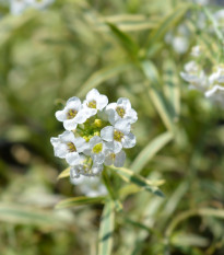 Lobulária prímorská Schneeteppich - Lobularia maritima - semená - 50 ks