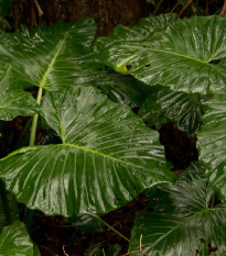 Alokázia - Alocasia cucullata - semená - 4 ks