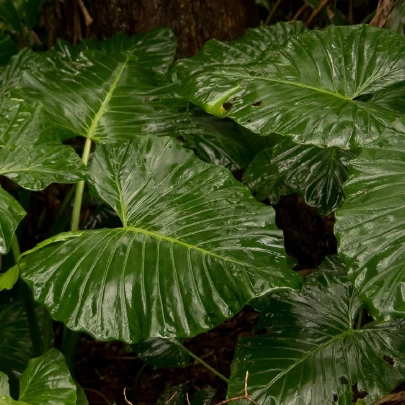 Alokázia - Alocasia cucullata - semená - 4 ks