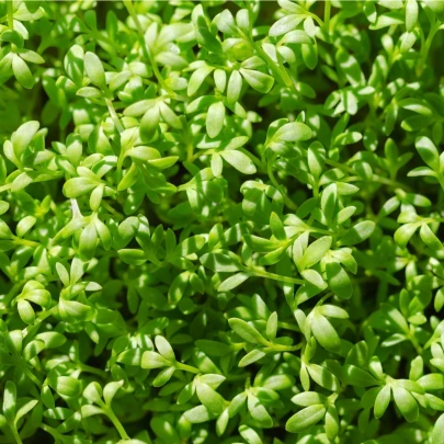 BIO Žerucha Kresso - Lepidium sativum - bio semená - 150 ks