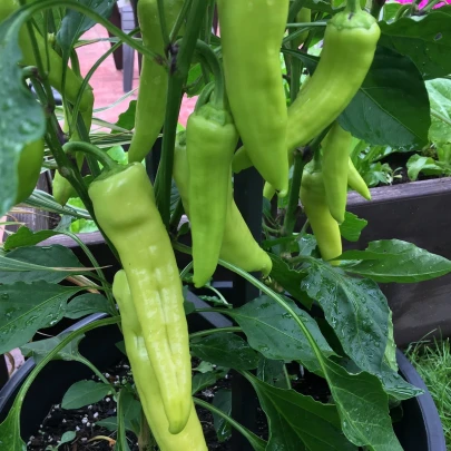 BIO Paprika Sweet Banana - Capsicum annuum - bio semená - 8 ks