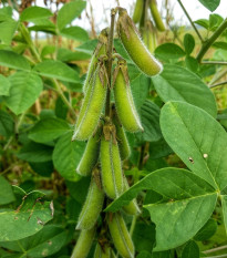 BIO Sója fazuľová Hokkai Green - Glycine max - bio semená - 20 ks