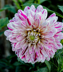 Georgína Smokey - Dahlia - cibuľoviny - 1 ks