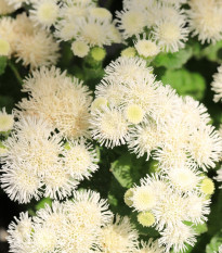 Agerát americký White Mountain - Ageratum houstonianum - semená - 30 ks