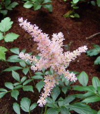 Astilba Peaches and Cream - Astilbe - cibuľoviny - 1 ks