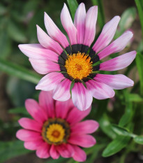 Gazánia New Day Pink Day F1 - Gazania rigens - semená - 20 ks