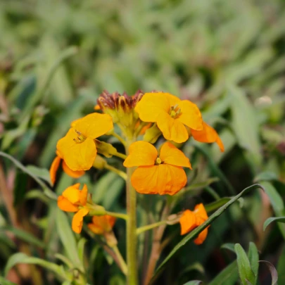 Cheirant sibírsky - Cheiranthus allionii - semená - 500 ks