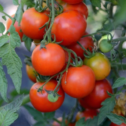 Paradajka Alicante - Solanum lycopersicum - semená - 8 ks