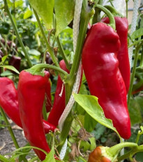 Paprika Marconi Red - Capsicum Annuum - semená - 10 ks