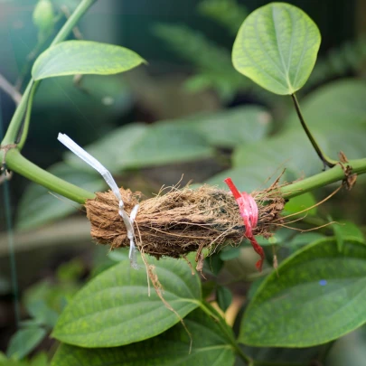 BIO Paprika na vrúbľovanie Scarface F1 - Capsicum annuum - bio semená - 5 ks