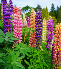 Lupina mnoholistá zmes - Lupinus polyphyllus - semená - 40 ks