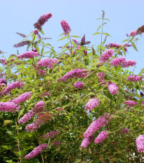 Budleja Dávidova zmes - Buddleja davidi - semená - 20 ks