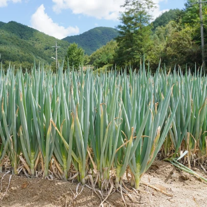 Cibuľa zväzková zimná Freddy - Allium fistulosum - semená - 250 ks