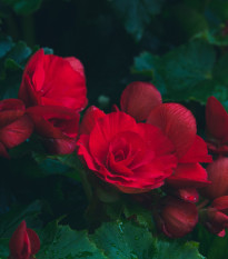 Begónia Nonstop červená - Begonia tuberhybrida - cibuľoviny - 2 ks