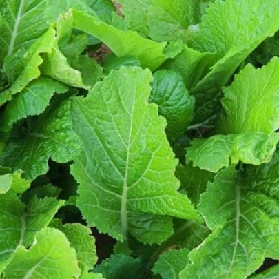 Horčica Wasabina - Brassica juncea - semená - 120 ks