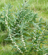 Kozinec sladkolistý - Astragalus glycyphyllos - semená - 20 ks